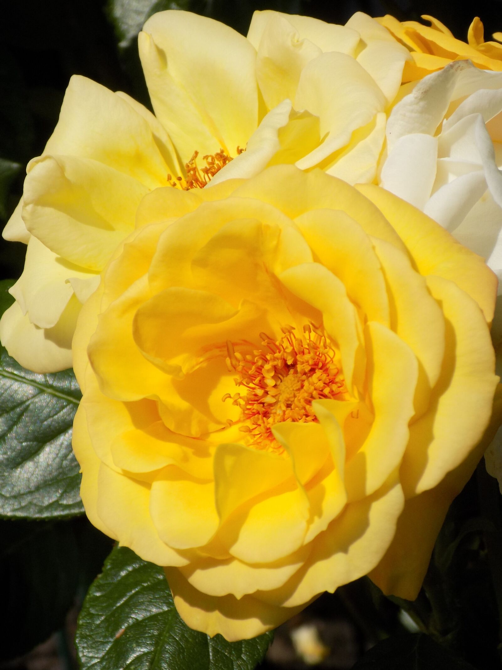 Nikon COOLPIX L340 sample photo. Rose, yellow, blossom photography