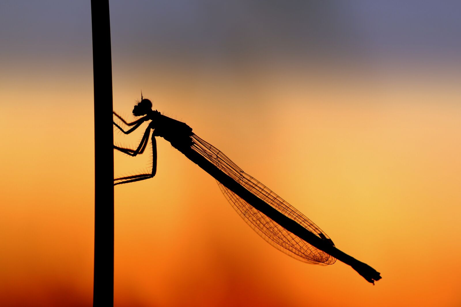 Tamron SP 90mm F2.8 Di VC USD 1:1 Macro sample photo. Dragonfly, silouhette, sunset photography