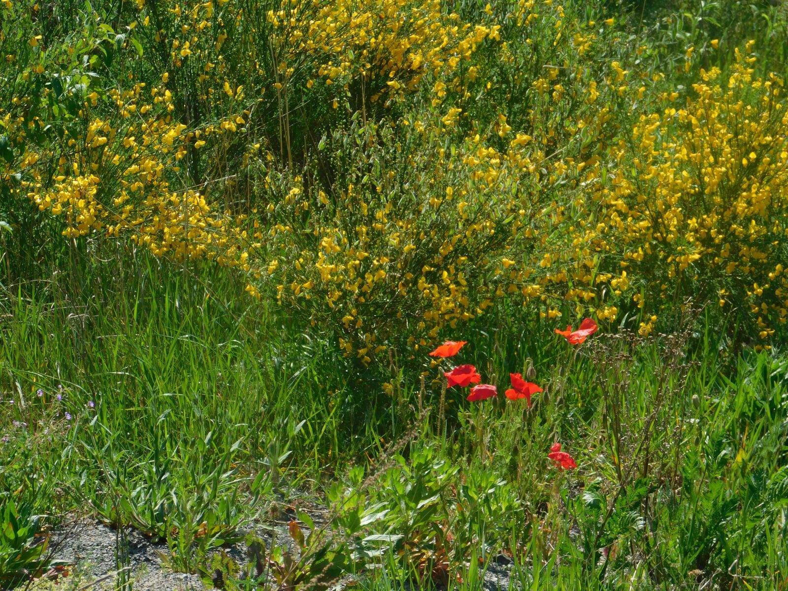 Nikon Coolpix B500 sample photo. Klatschmohn, red flower, meadow photography