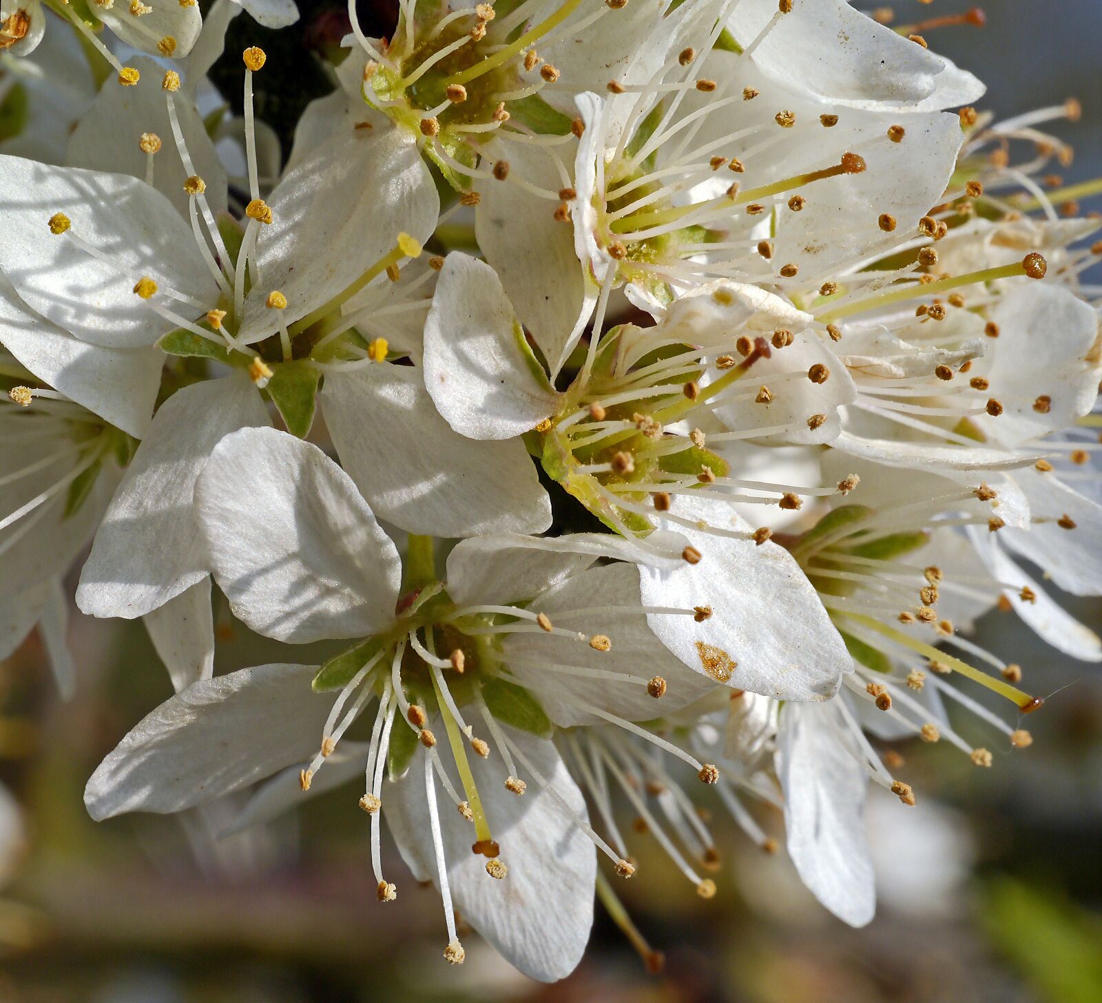 Panasonic Lumix DMC-G3 sample photo. Blackthorn flowers, macro, lush photography