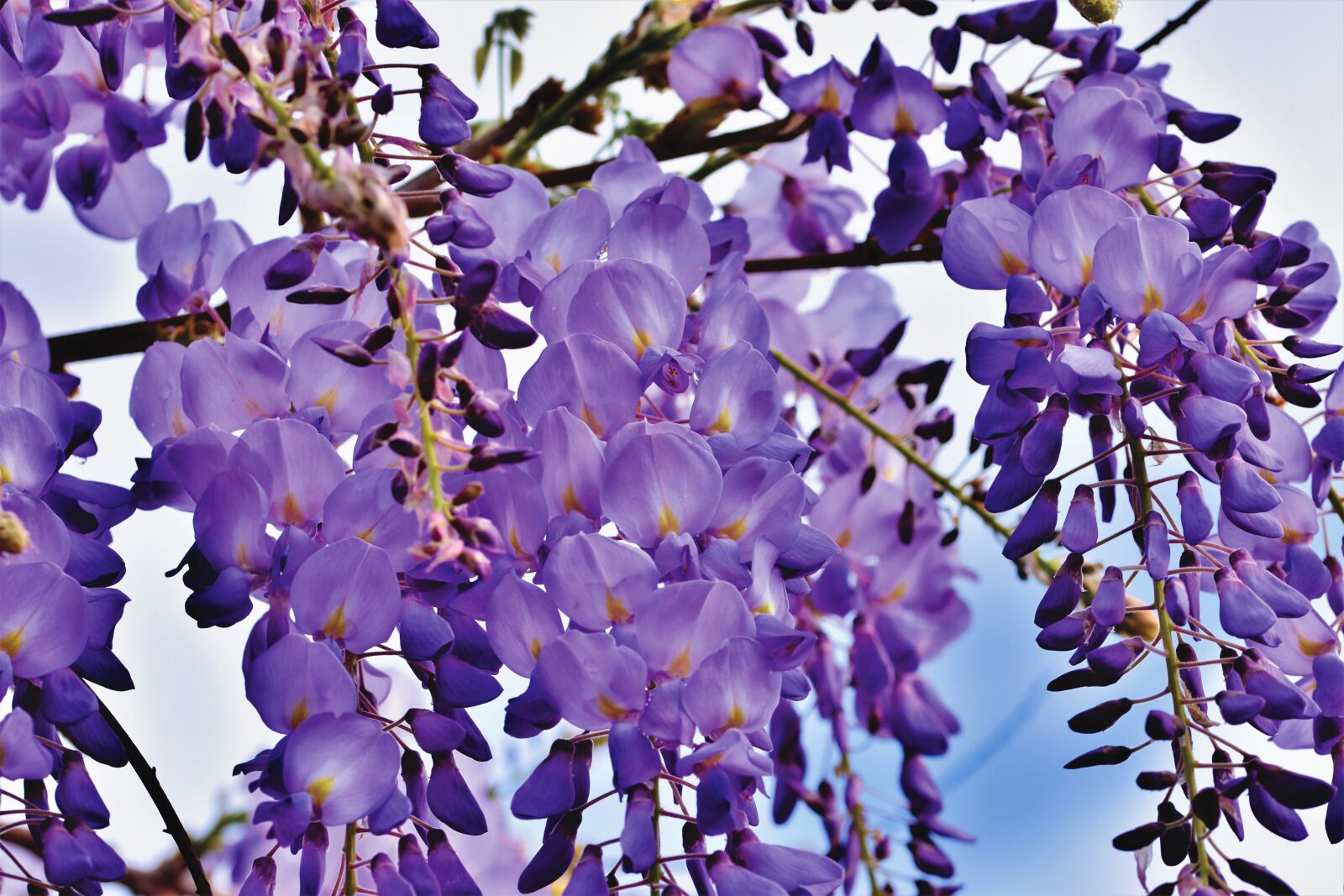 Nikon D7200 sample photo. Blue rain, flower, violet photography