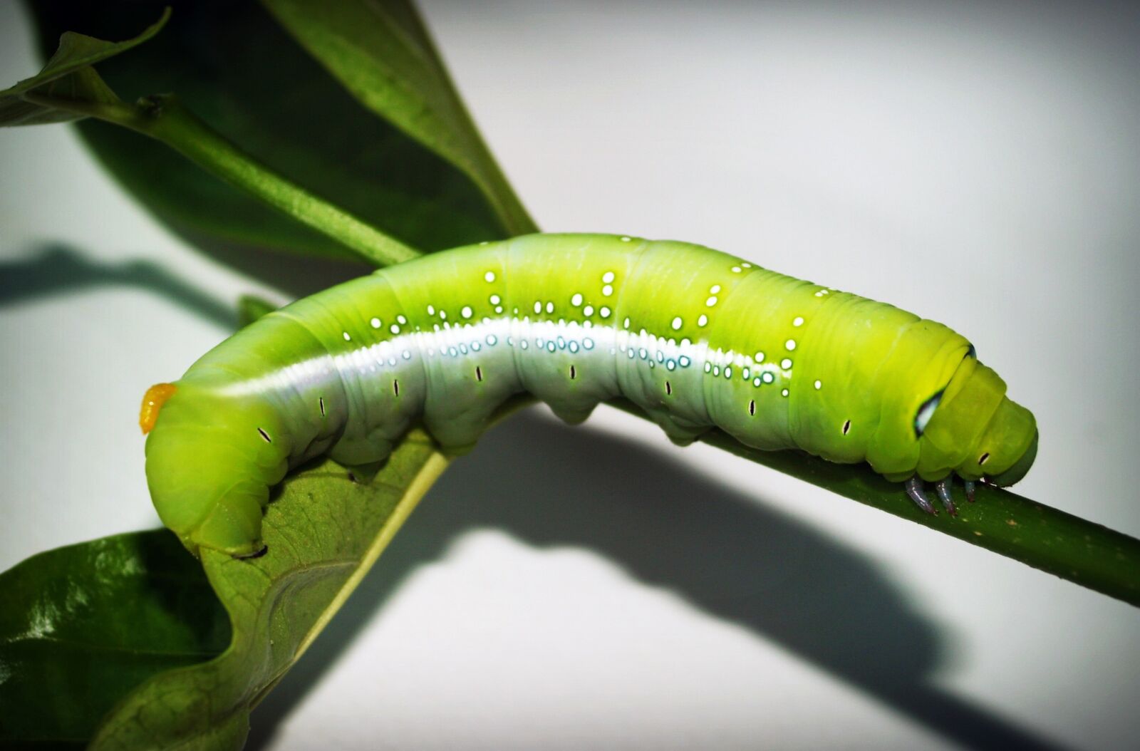 Olympus E-300 (EVOLT E-300) sample photo. Green, worm, stick photography