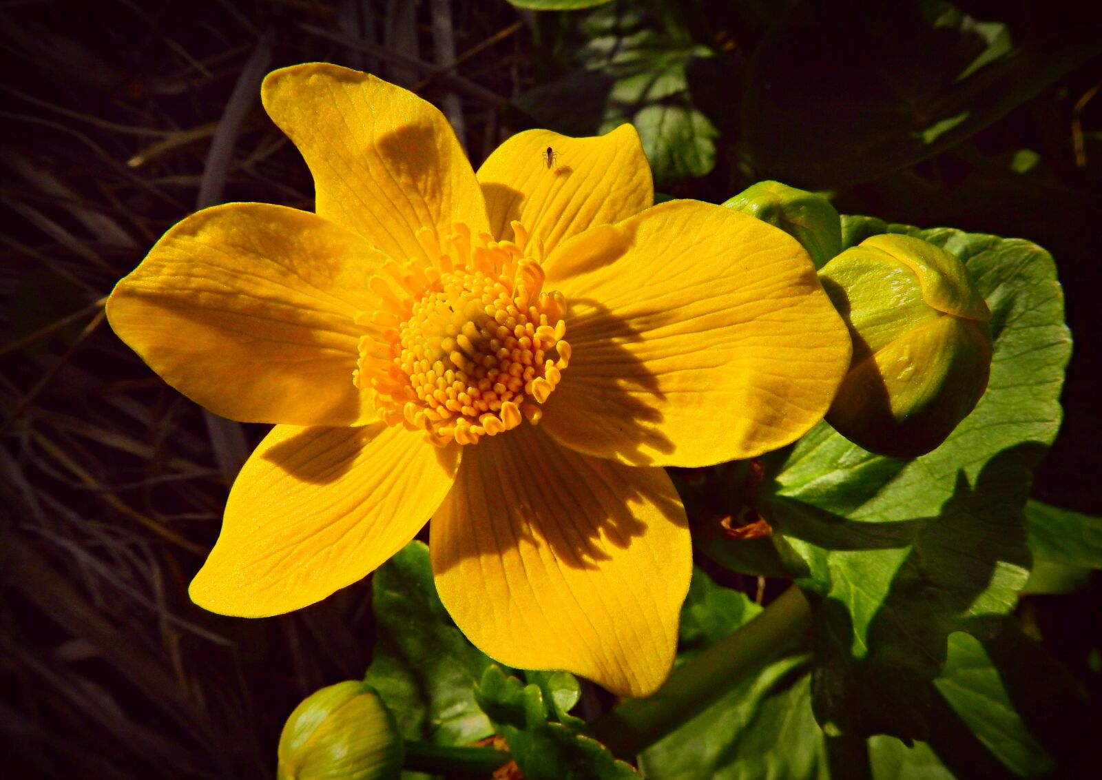 Nikon Coolpix P900 sample photo. Marsh marigold, flower, plant photography