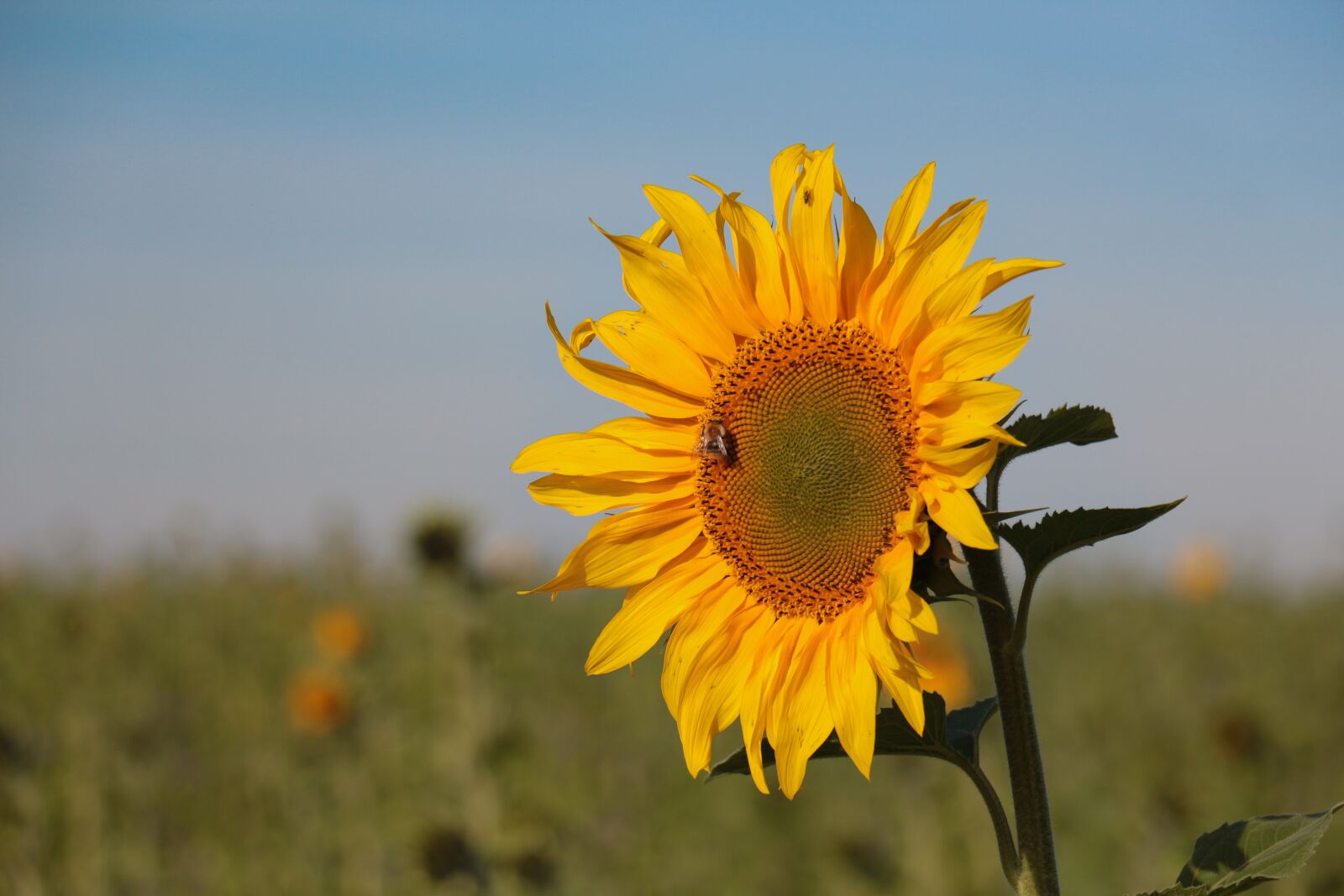 Canon EOS 700D (EOS Rebel T5i / EOS Kiss X7i) sample photo. Sunflower, summer, yellow photography