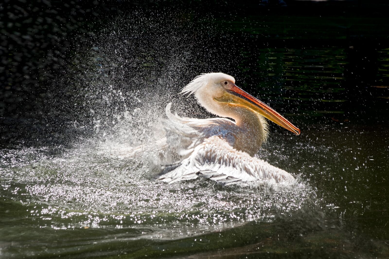 Sony SLT-A77 sample photo. Pelikan, wilhelma, water bird photography