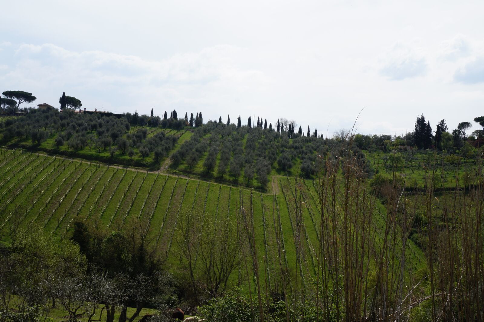 Sony Alpha a3000 + Sony E 18-55mm F3.5-5.6 OSS sample photo. Italy, tuscany, vineyard photography