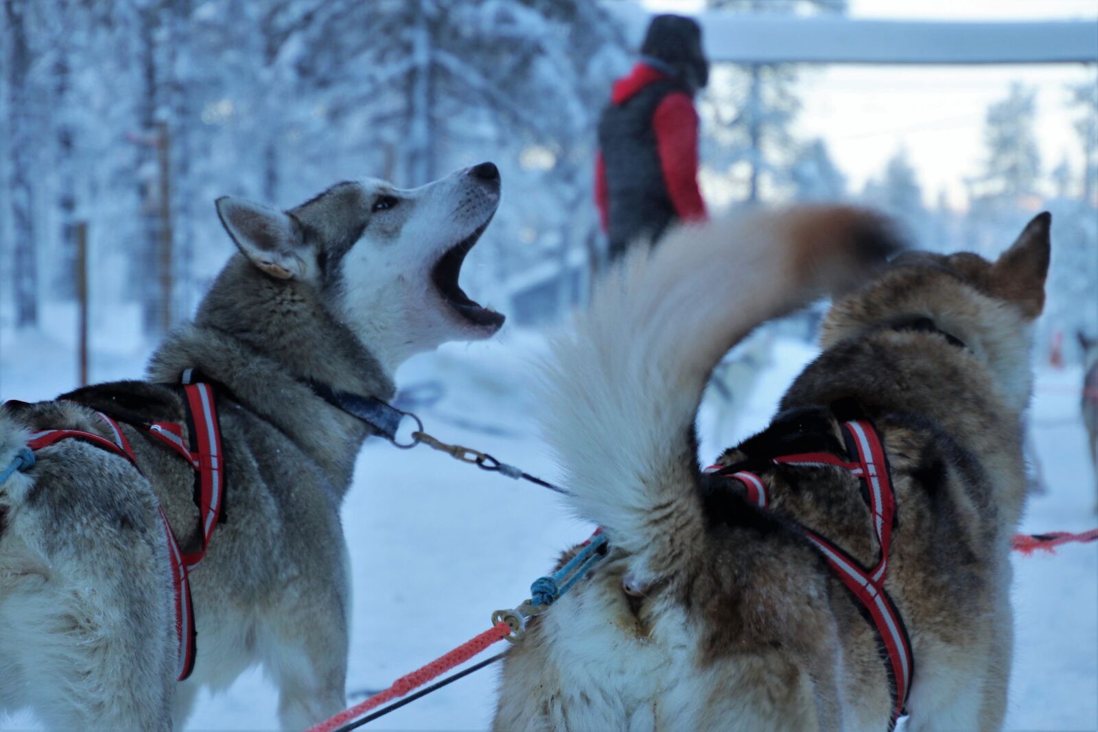 Canon EOS 80D sample photo. Husky, dogs, frost photography