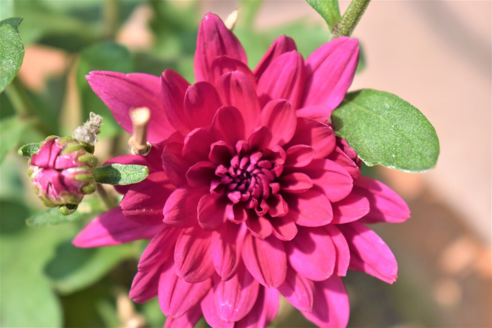 Nikon D3500 sample photo. Purple flower, dalia, blossom photography