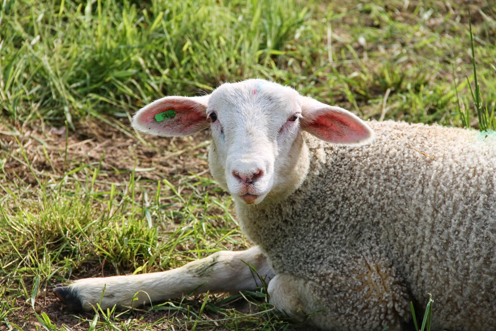 Canon EOS 1100D (EOS Rebel T3 / EOS Kiss X50) sample photo. Lamb, sheep, schäfchen photography