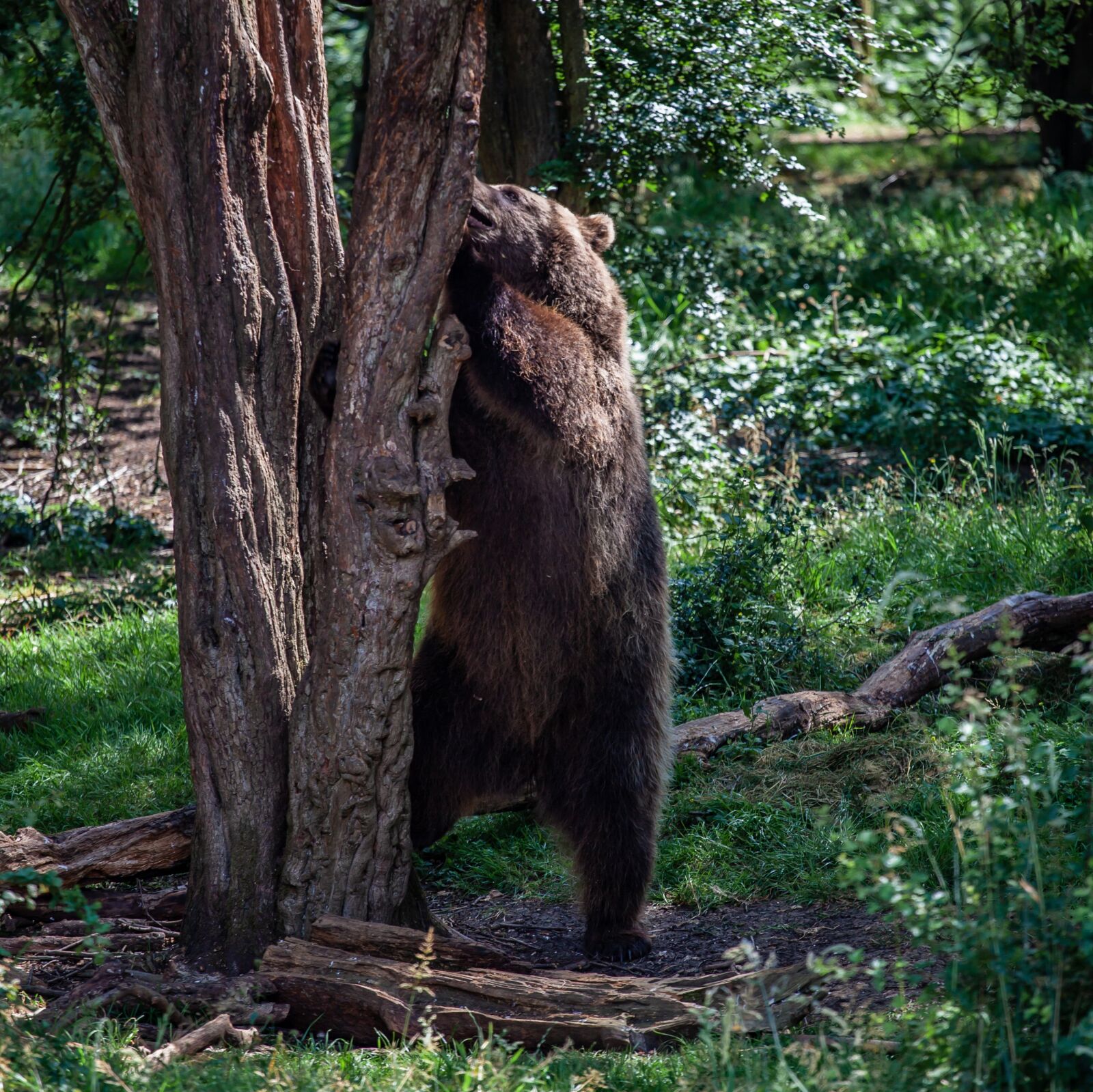 Canon EF 70-200mm F4L USM sample photo. Brown bear in a photography
