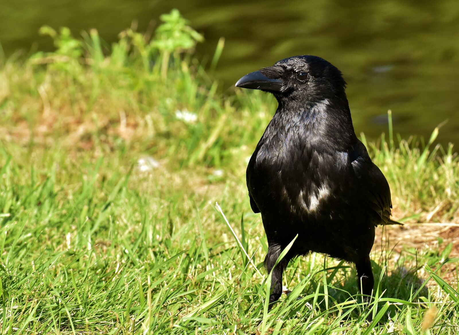 Nikon D7200 sample photo. Crow, raven bird, raven photography
