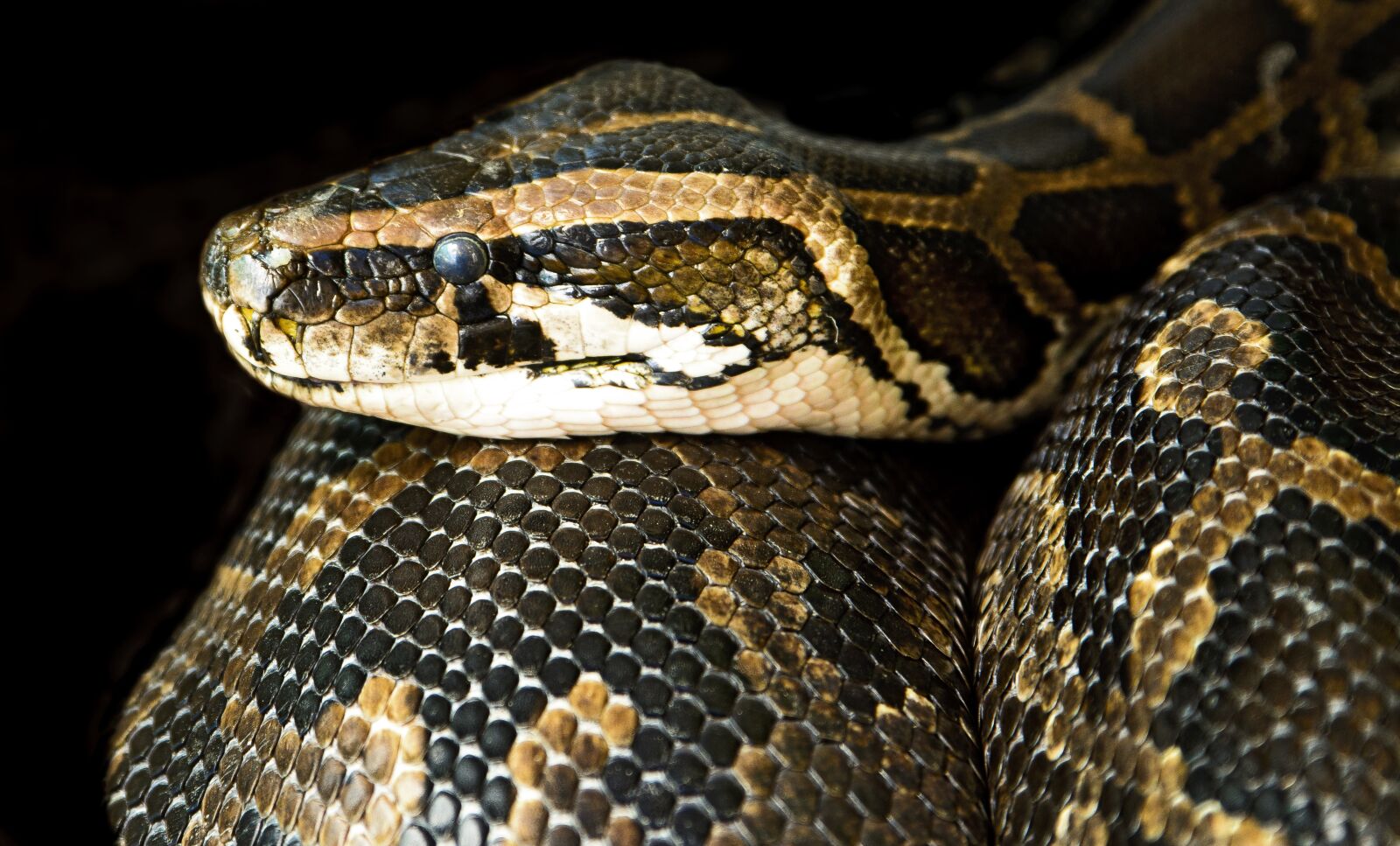 Nikon D7100 sample photo. Constrictor, snake, close photography