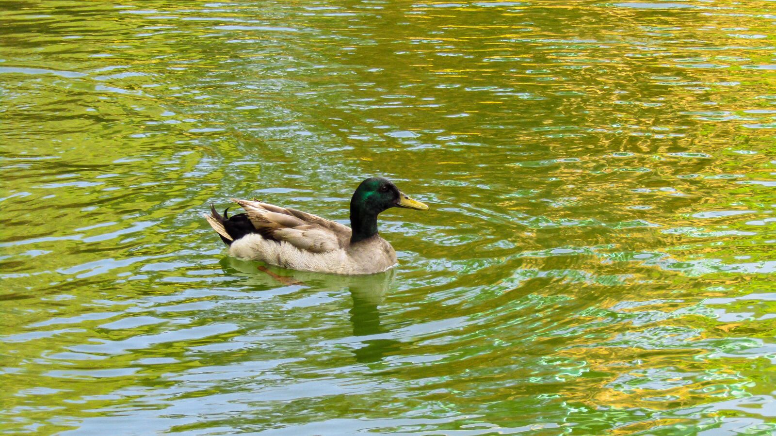 Canon PowerShot SX410 IS sample photo. Duck, ave, animal photography