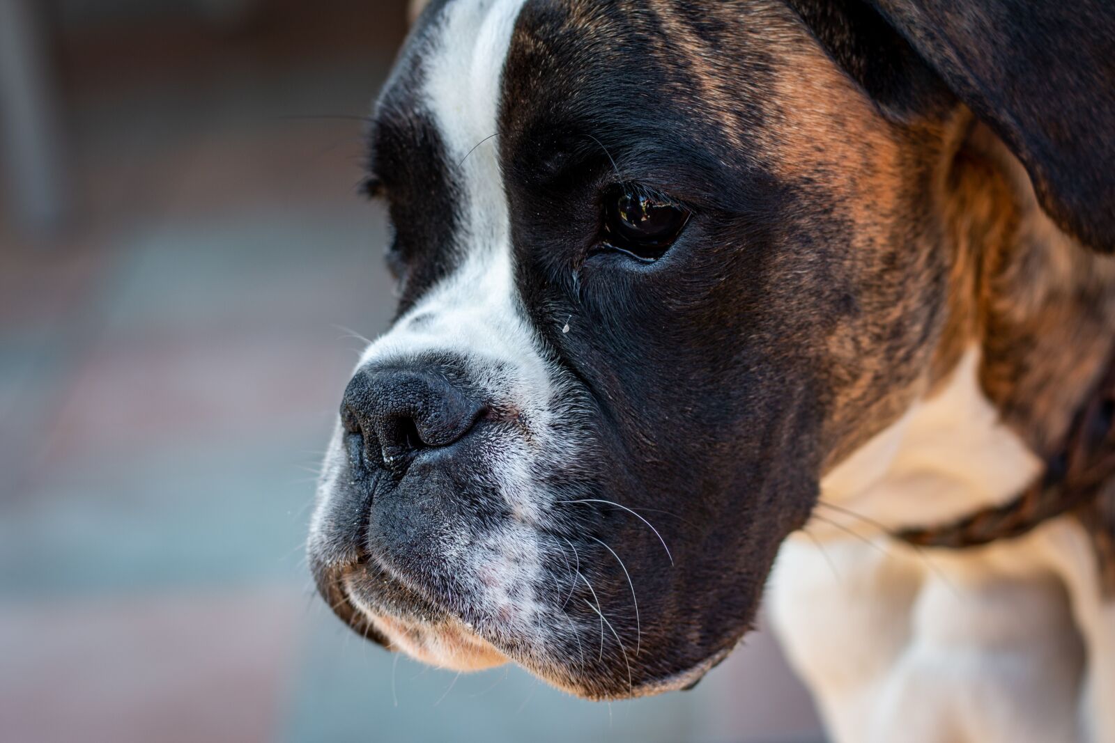 Canon EOS 70D + Canon EF 50mm F1.8 STM sample photo. German boxer, dog, boxer photography