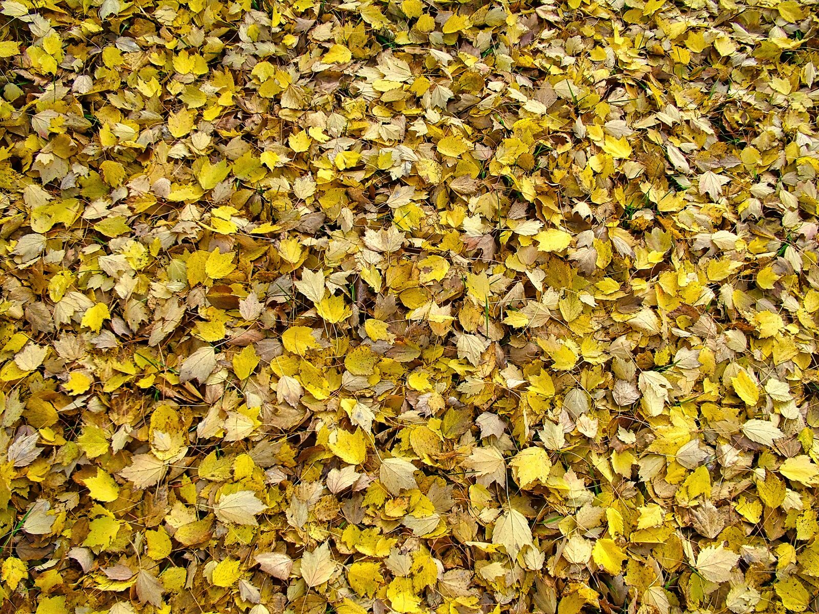 Fujifilm FinePix S7000 sample photo. Fall, yellow, leaves photography