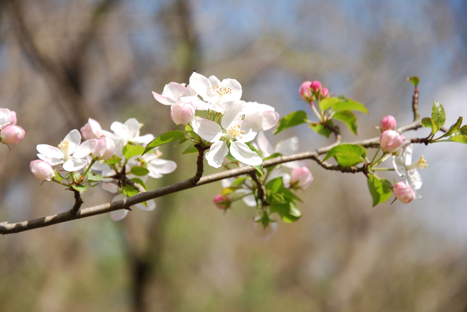 Nikon D60 sample photo. Tree, flower, cherry photography