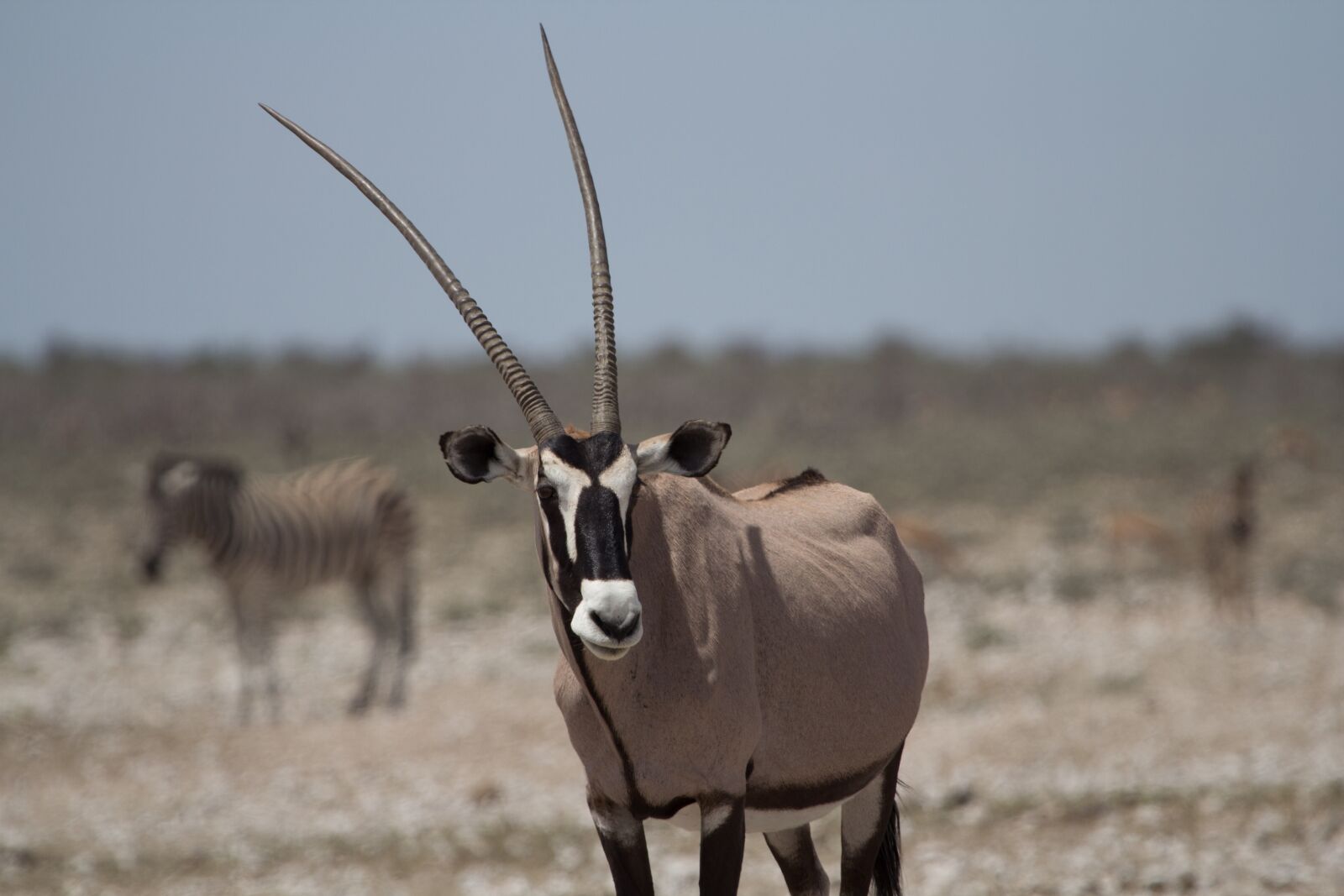 Canon EOS 60D sample photo. Animal, animal world, antelope photography