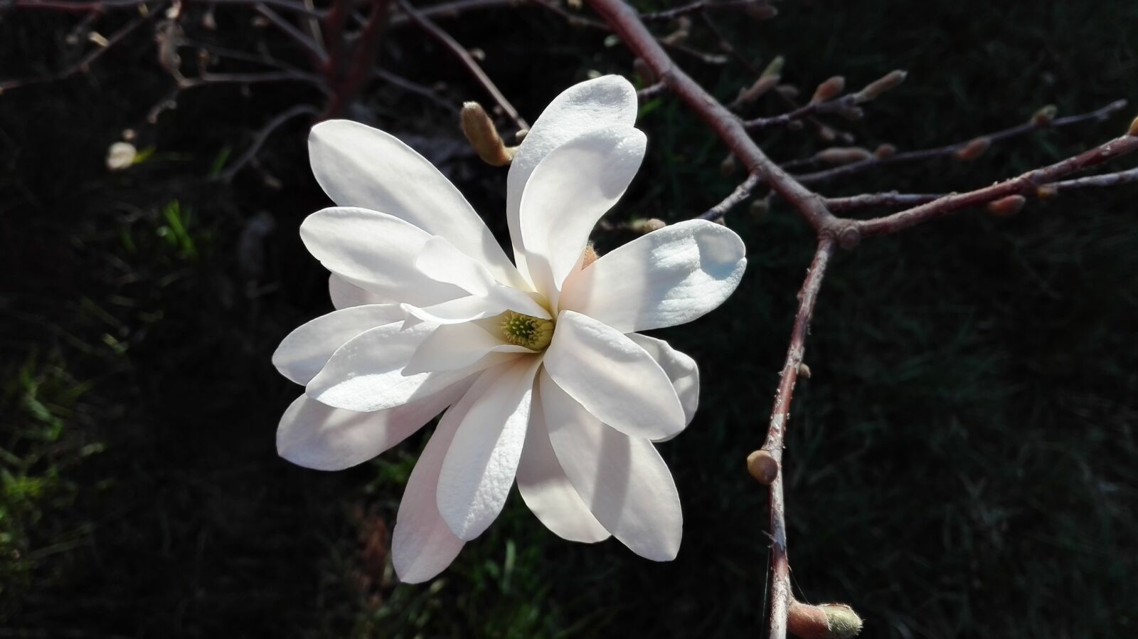 HUAWEI P8 Lite sample photo. Magnolia, spring, nature photography