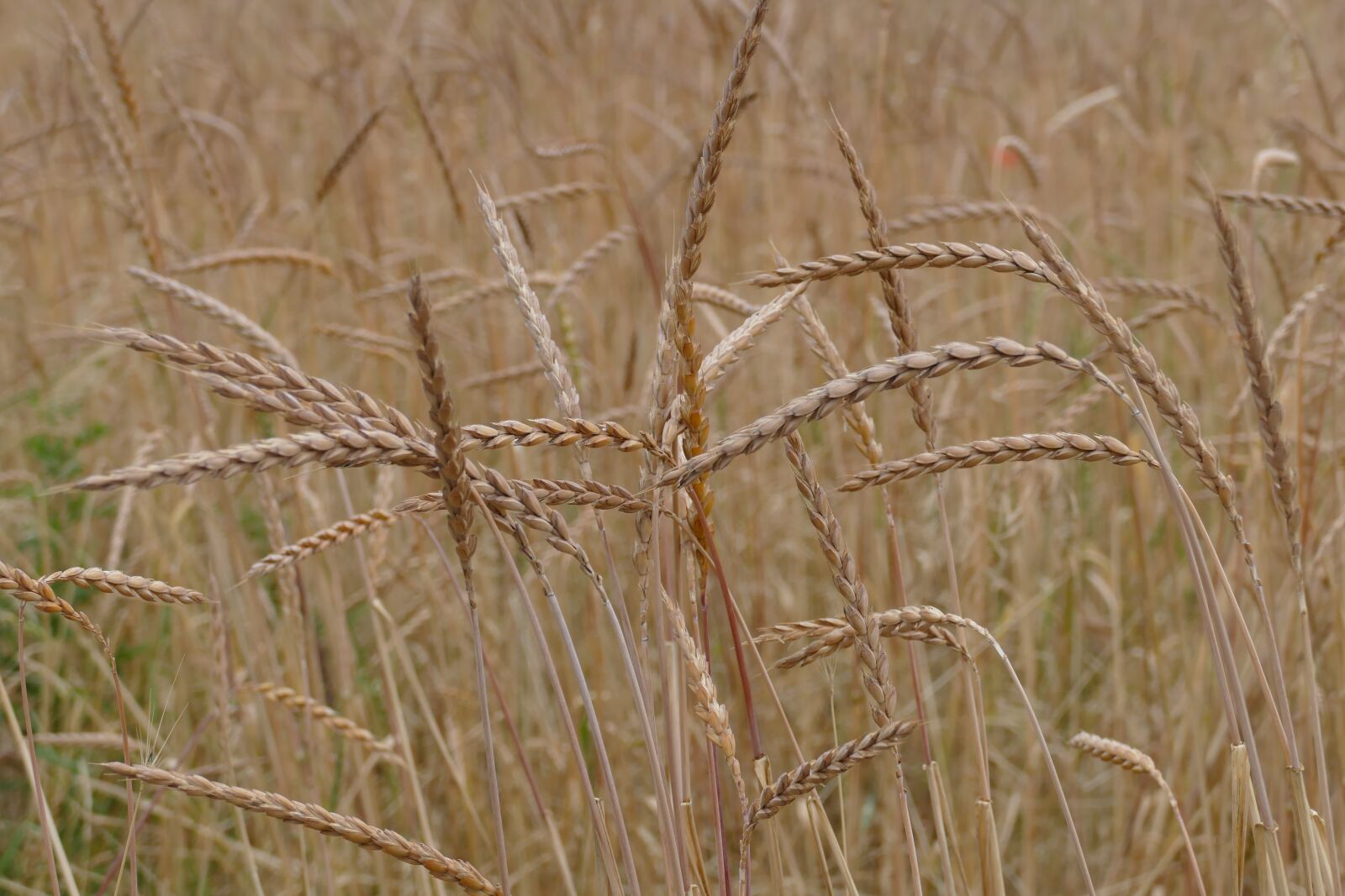 Panasonic Lumix DMC-FZ1000 sample photo. Spelt, triticum spelta, cereals photography