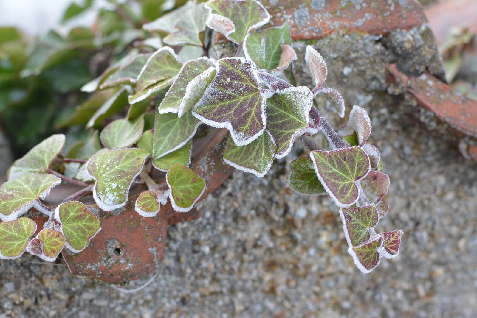 Nikon D5200 sample photo. Frost, winter, ice photography