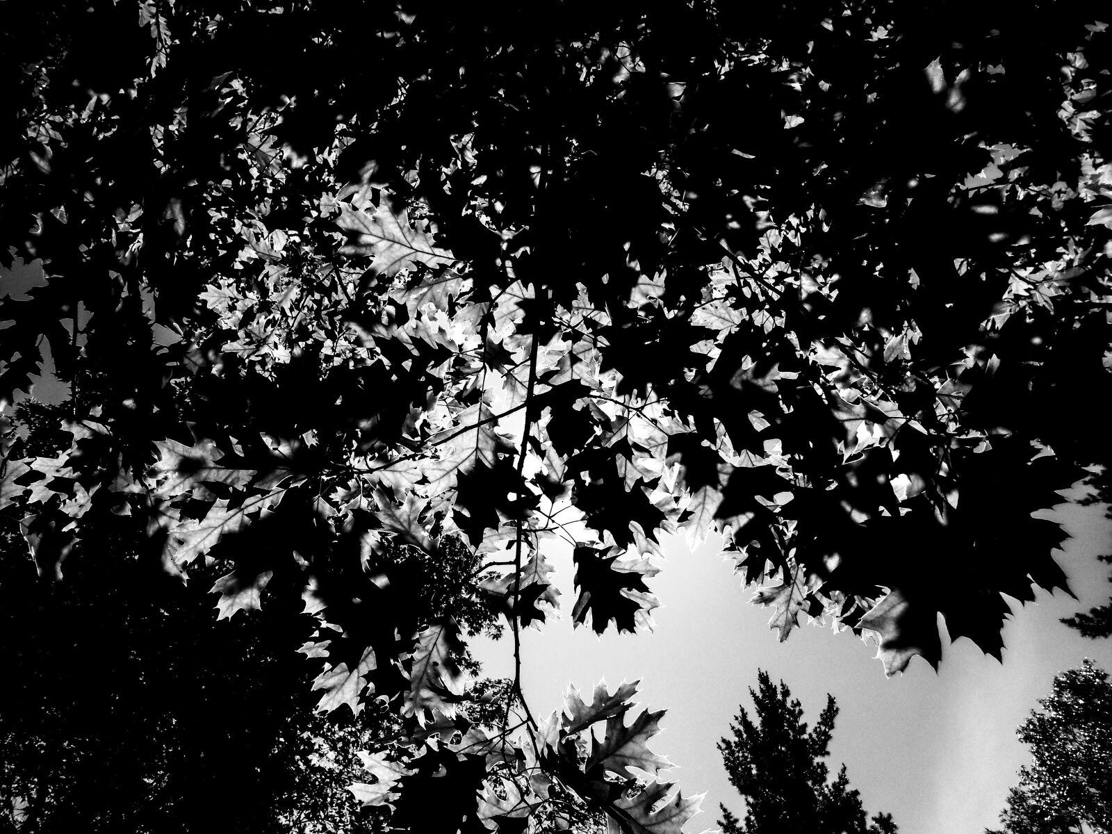 Fujifilm FinePix XP70 XP71 XP75 sample photo. Trees, black and white photography