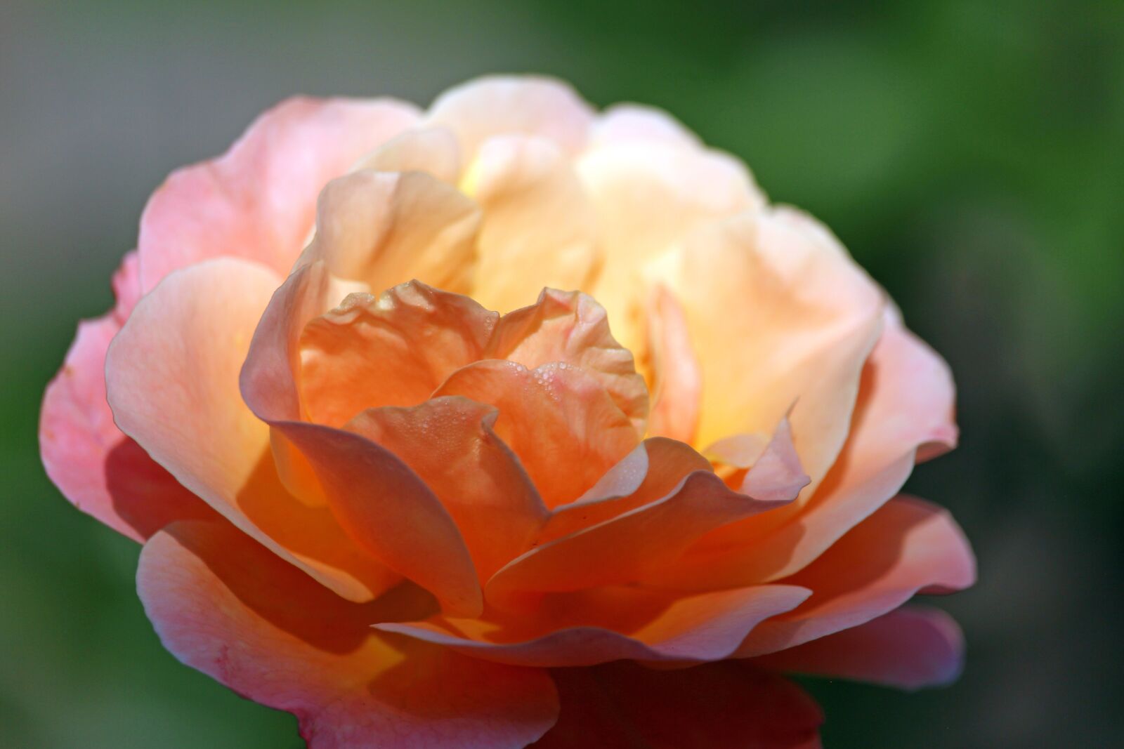 Canon EF-S 55-250mm F4-5.6 IS STM sample photo. Rose, flower, petals photography