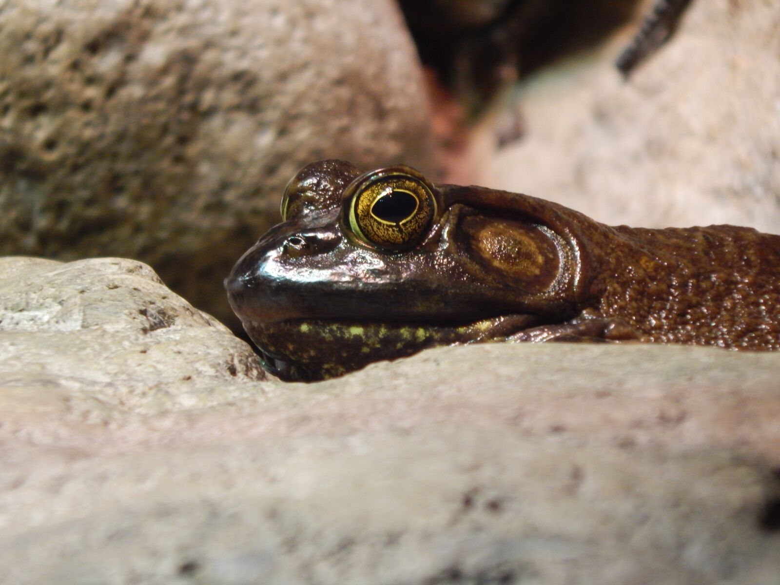 Nikon Coolpix L830 sample photo. Frog, eyes, reptile photography