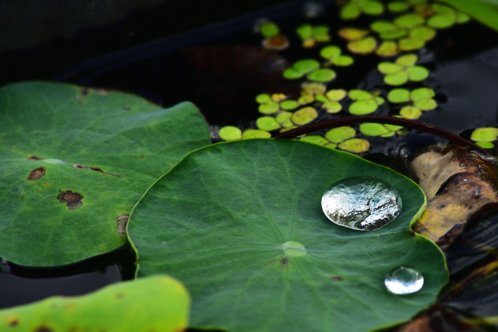 Nikon D750 sample photo. Water drops, water droplets photography