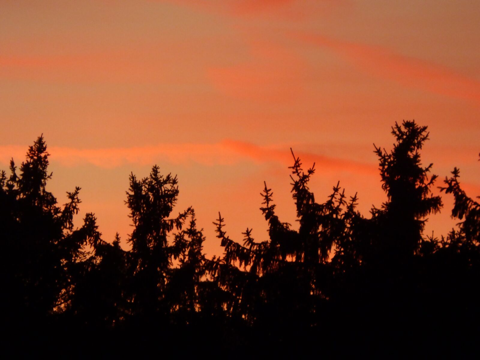 Panasonic DMC-FZ72 sample photo. Firs, afterglow, forest photography