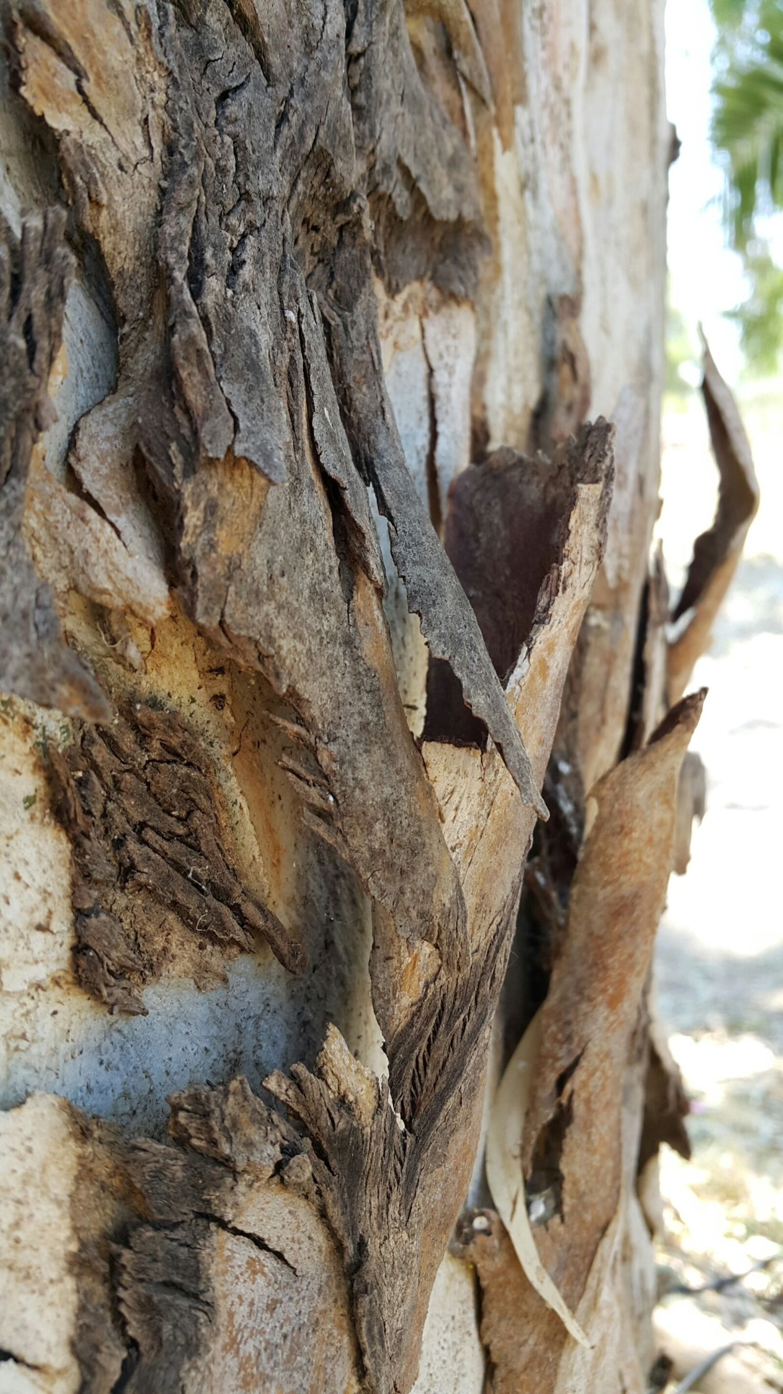 Samsung Galaxy Note4 sample photo. Eucalyptus unique, eucalyptus, australia photography