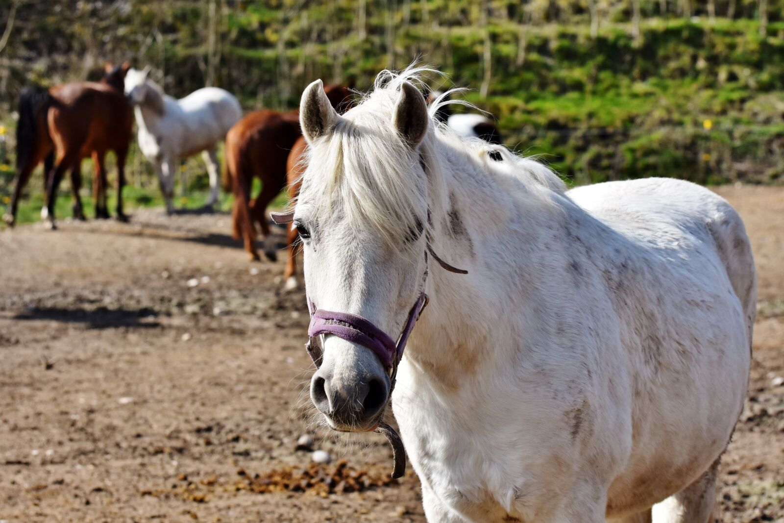Nikon D7200 sample photo. Horse, horse head, mold photography