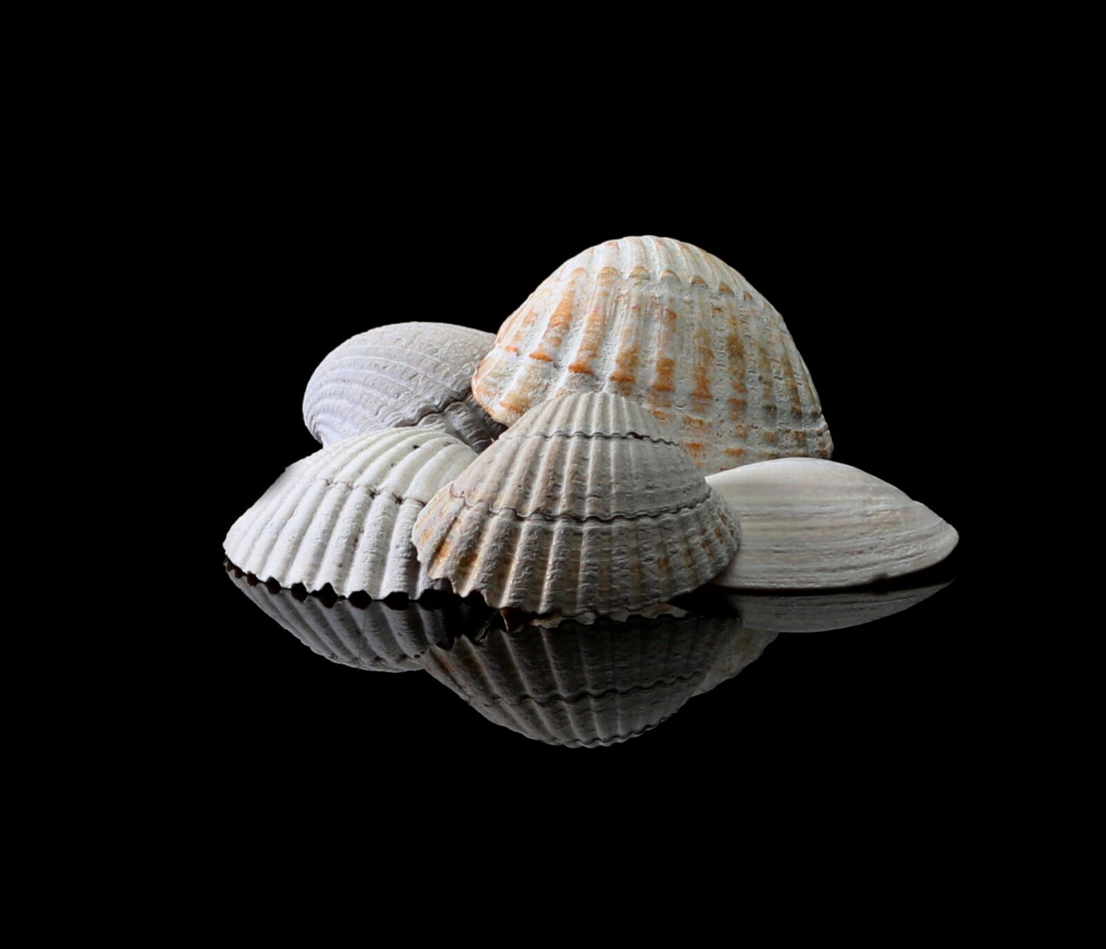 Canon EOS 80D sample photo. Shells, sea, beach photography