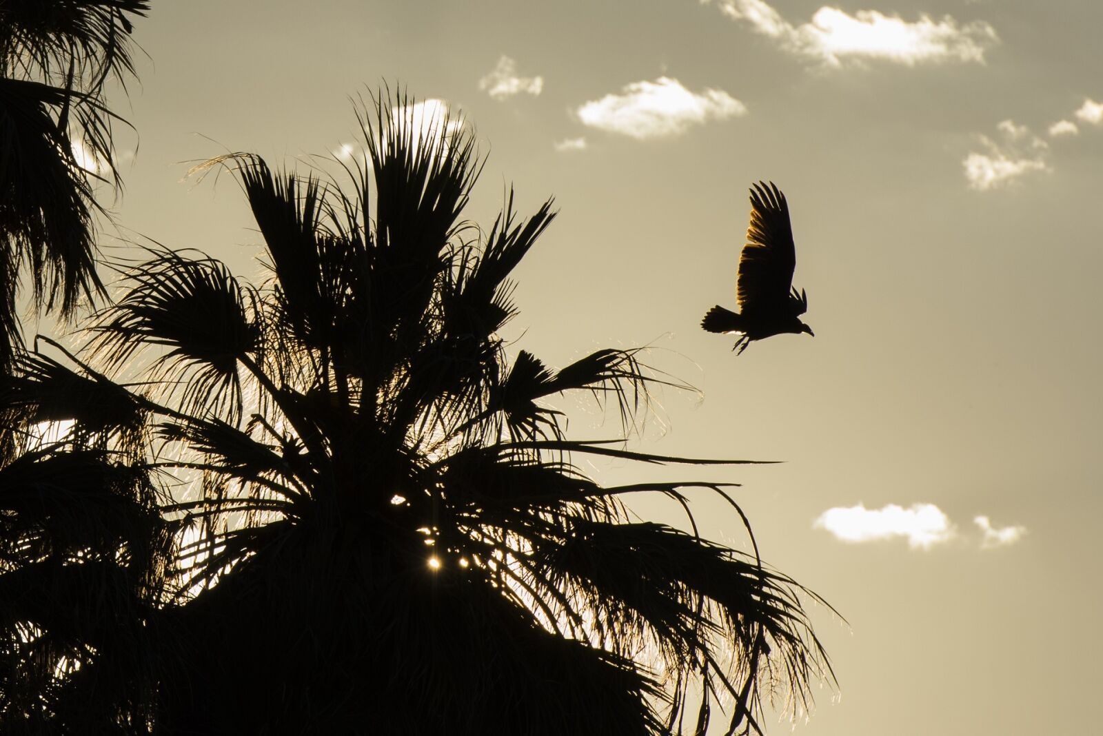 Nikon D810 sample photo. Vulture, silhouettes, wildlife photography