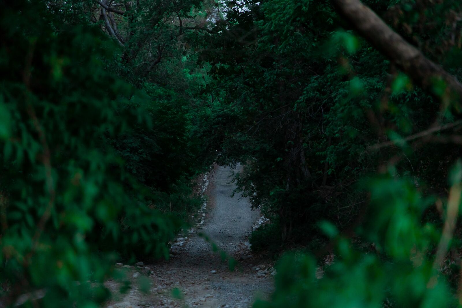 Canon EOS 6D Mark II sample photo. Forest, trees, nature photography