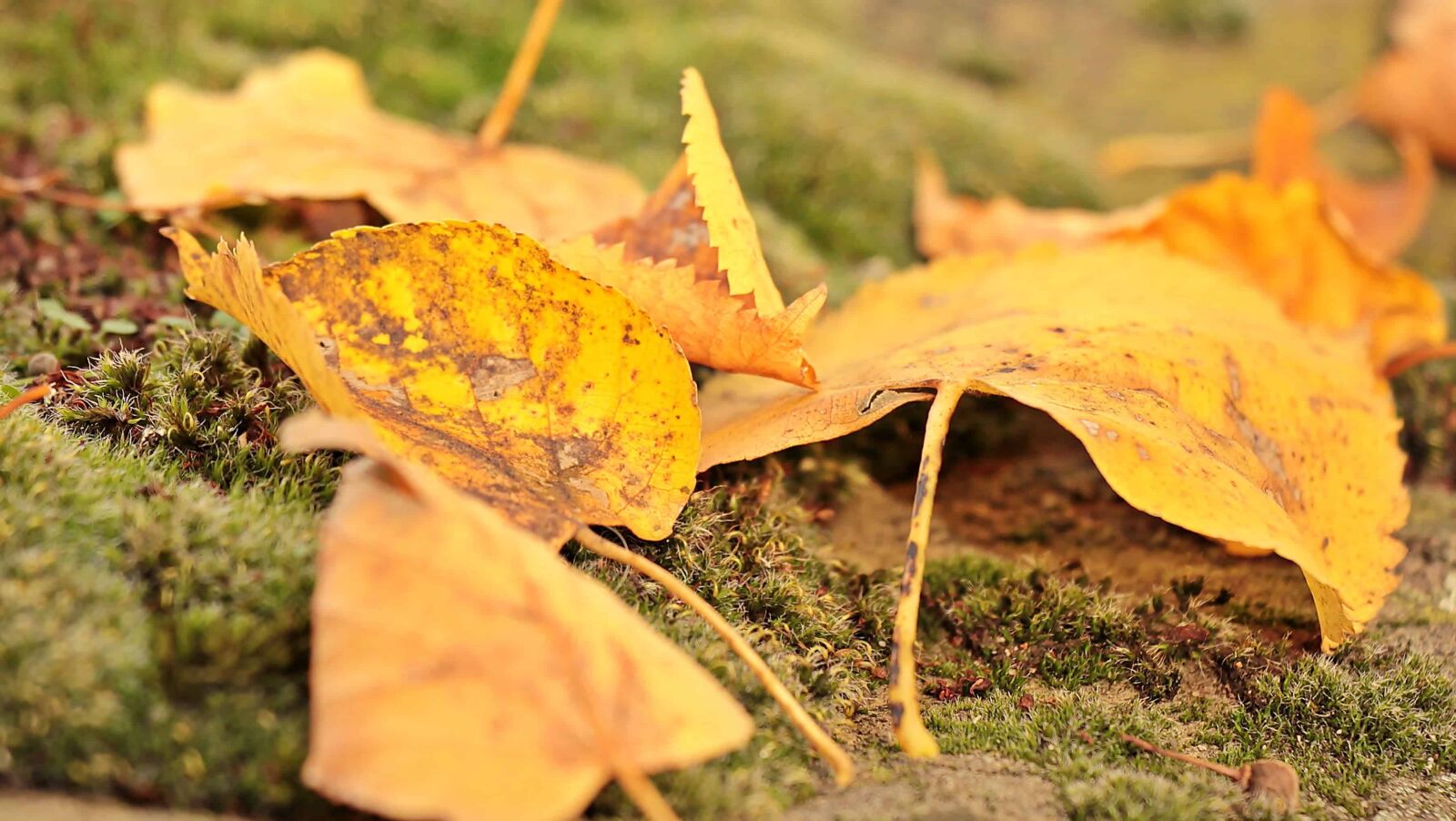 Canon EOS 550D (EOS Rebel T2i / EOS Kiss X4) sample photo. Forest, autumn, plant, moss photography
