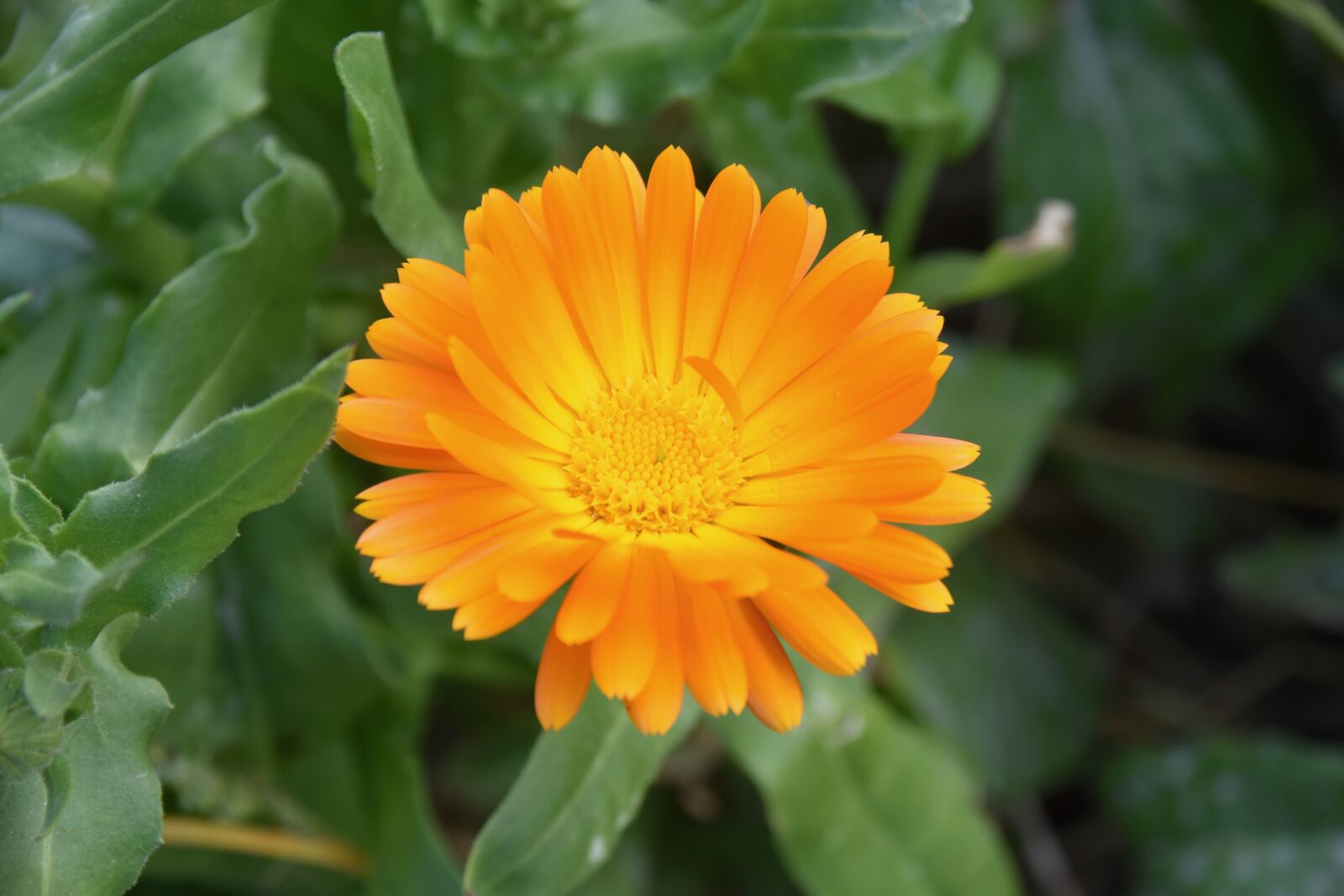 Nikon D5600 sample photo. Flower, flower petals, petals photography