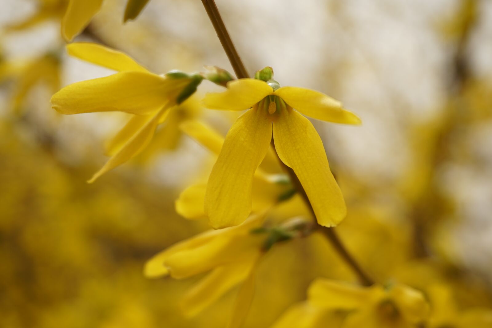 Sony a5100 sample photo. Forsythia, yellow, flower photography