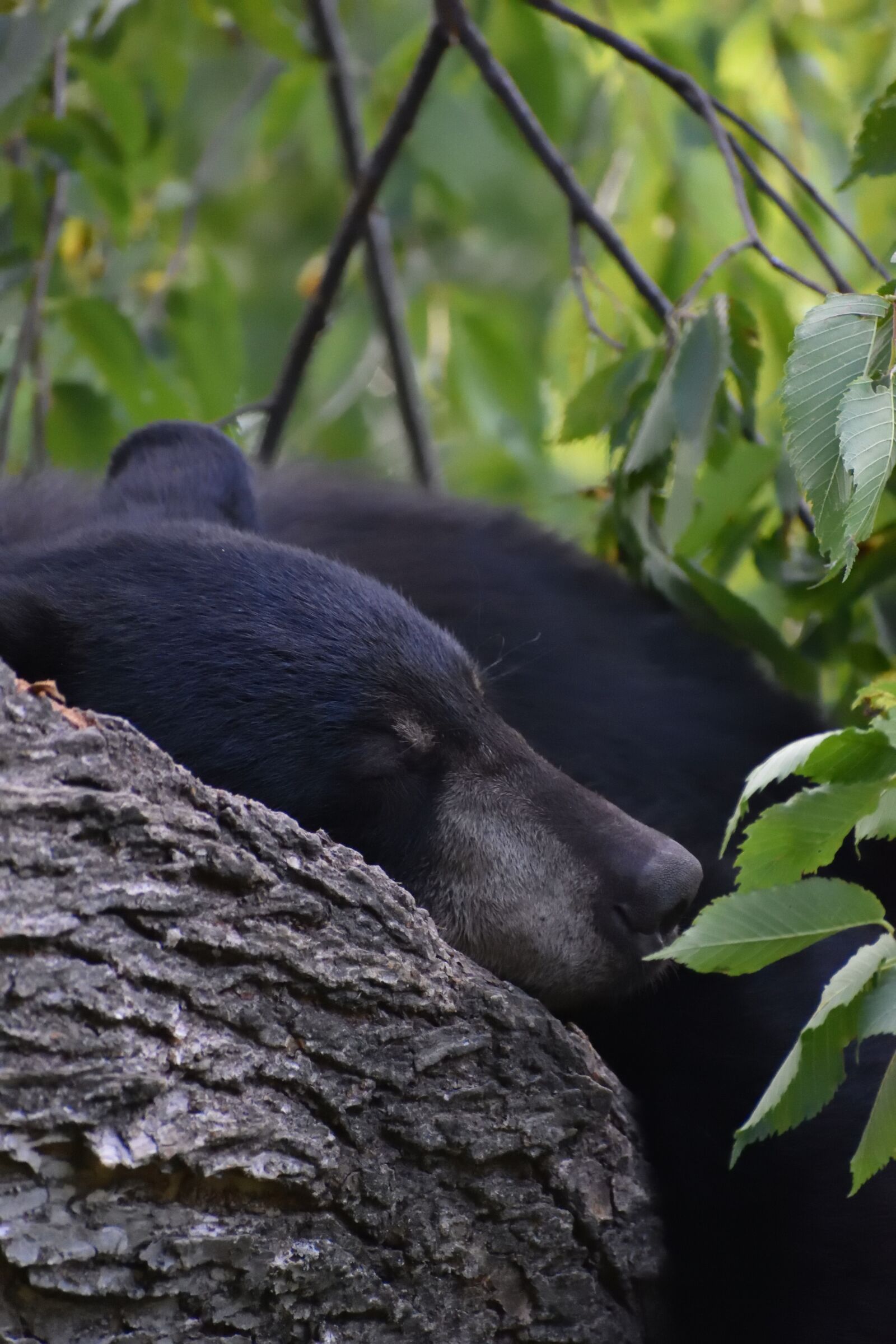 Nikon D3400 sample photo. Bear, black bear, sleeping photography