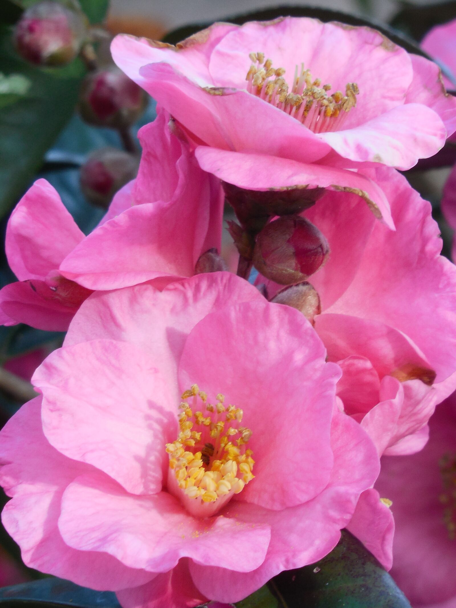Nikon COOLPIX L620 sample photo. Camellia, bloom, seasonal photography