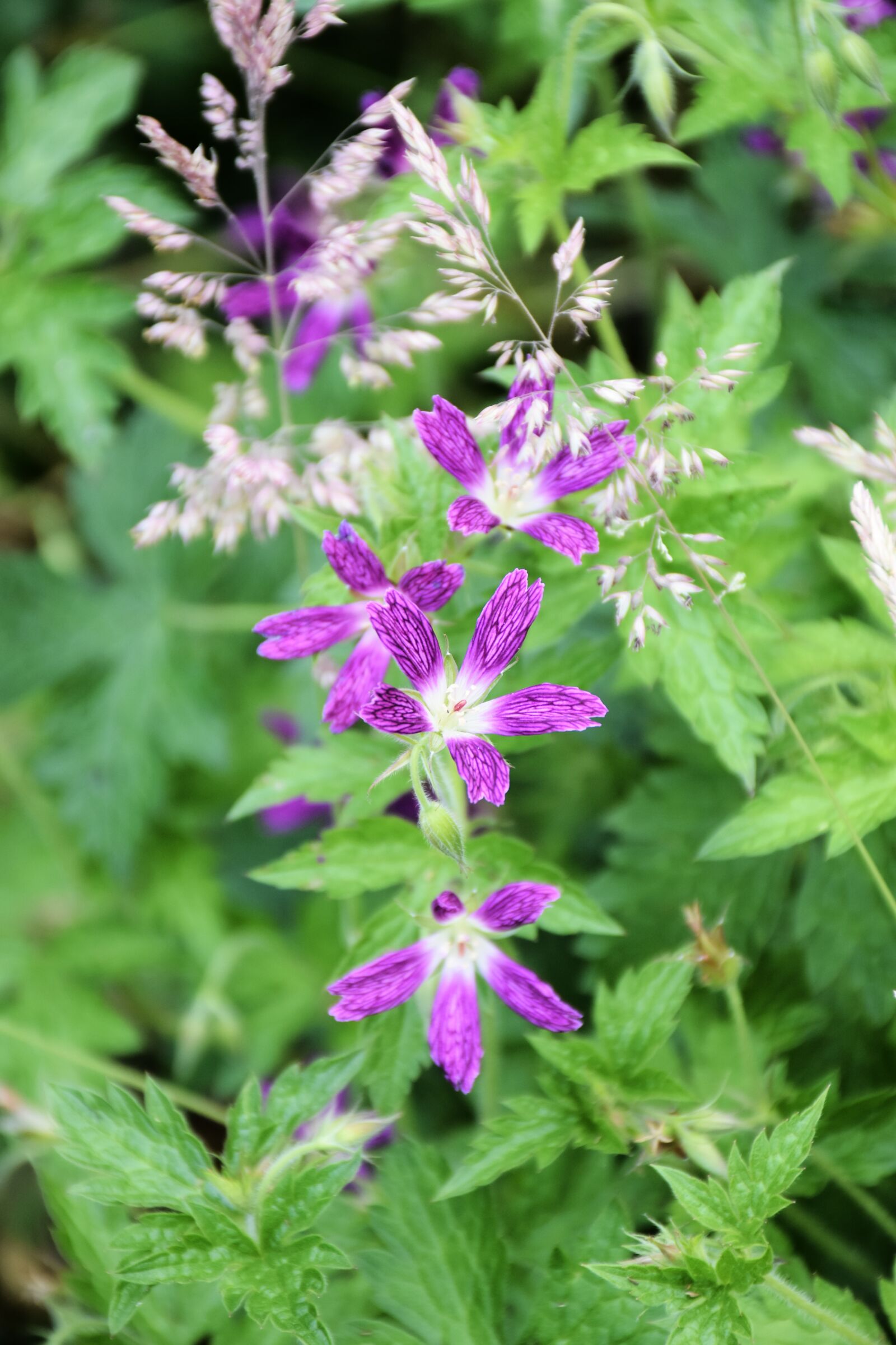 Nikon D7200 sample photo. Hardy geranium, cranesbill, flower photography