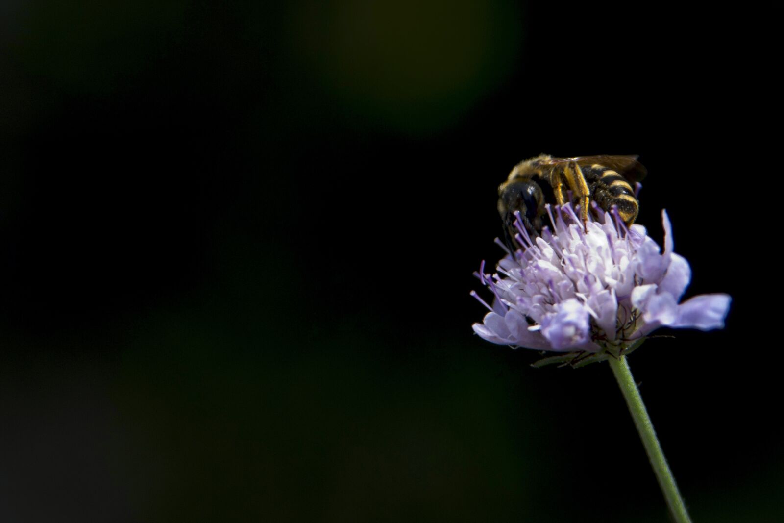 Canon EOS 350D (EOS Digital Rebel XT / EOS Kiss Digital N) sample photo. Bee, flower, nature photography