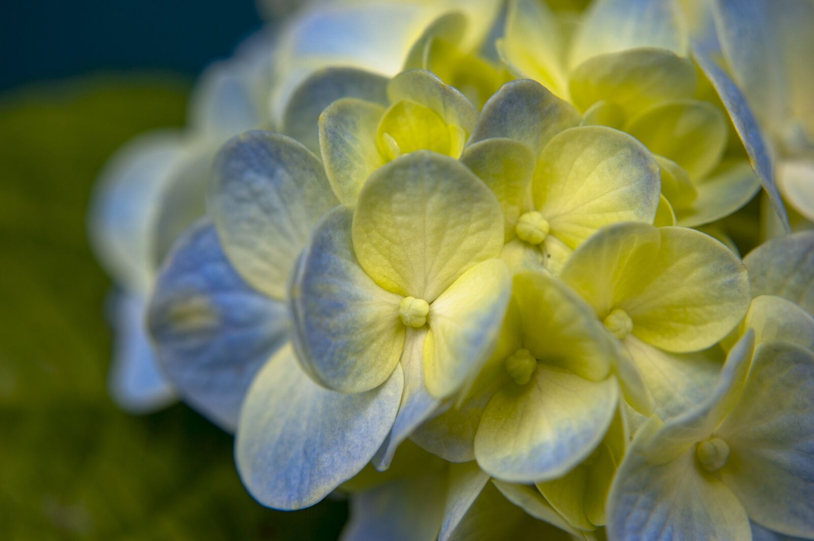 Nikon D40 sample photo. Nature, forest, color photography
