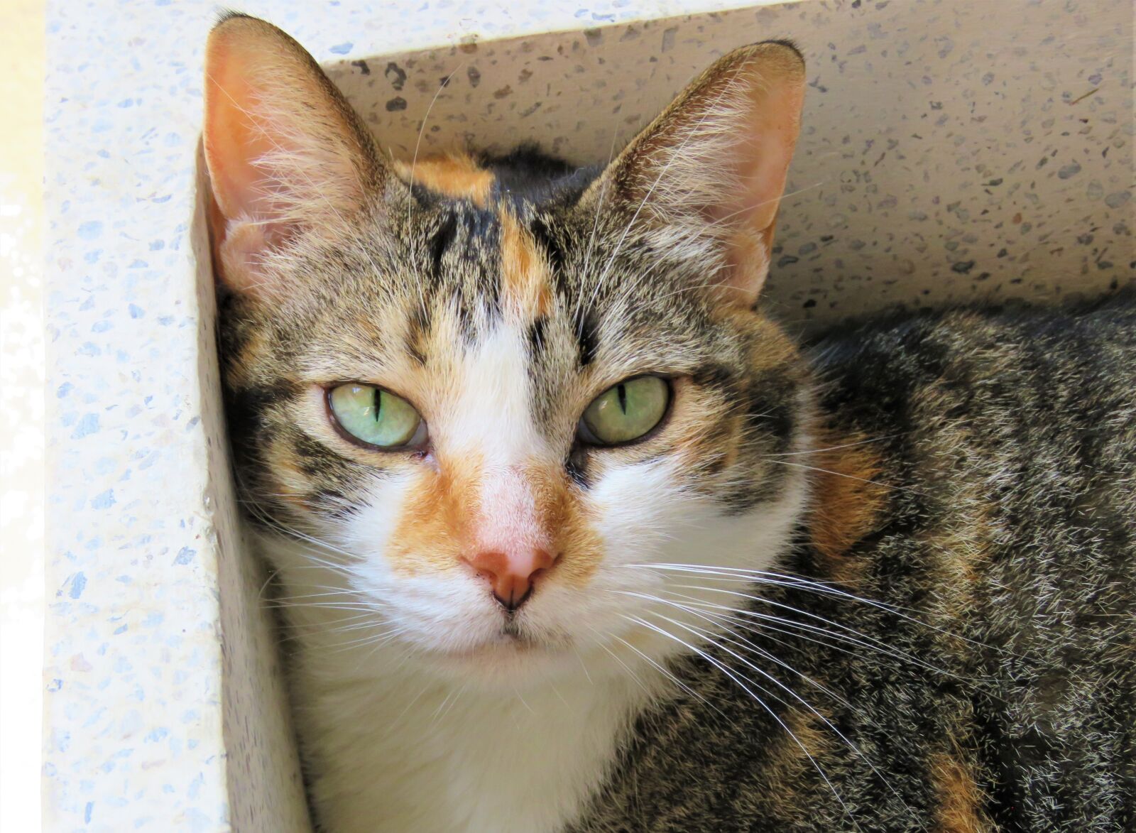 Canon PowerShot SX60 HS sample photo. Cat, calico, pet photography