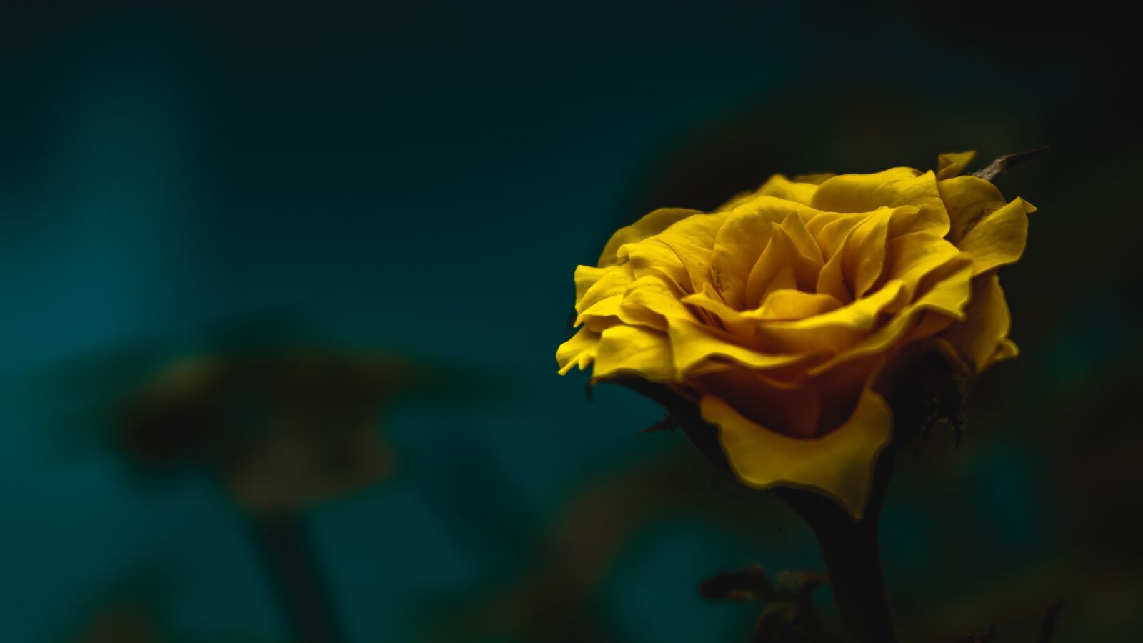 Canon EOS 750D (EOS Rebel T6i / EOS Kiss X8i) sample photo. Flower, nature, plant photography