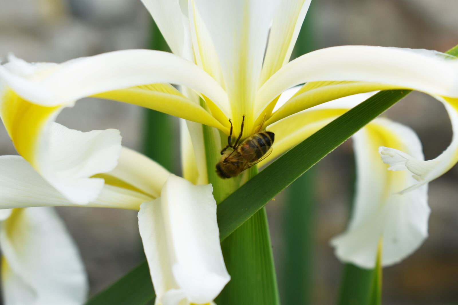 Nikon D3400 sample photo. Bee, garden, plant photography