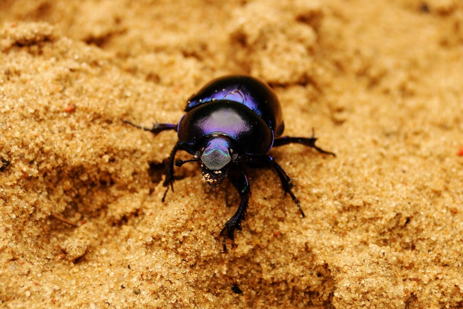 Sony Cyber-shot DSC-HX1 sample photo. Insect, invertebrates, no one photography