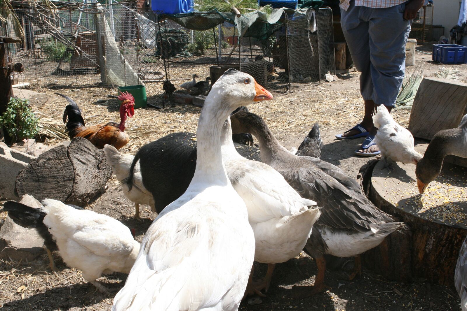 Canon EOS 30D sample photo. Animal, bacon, big photography
