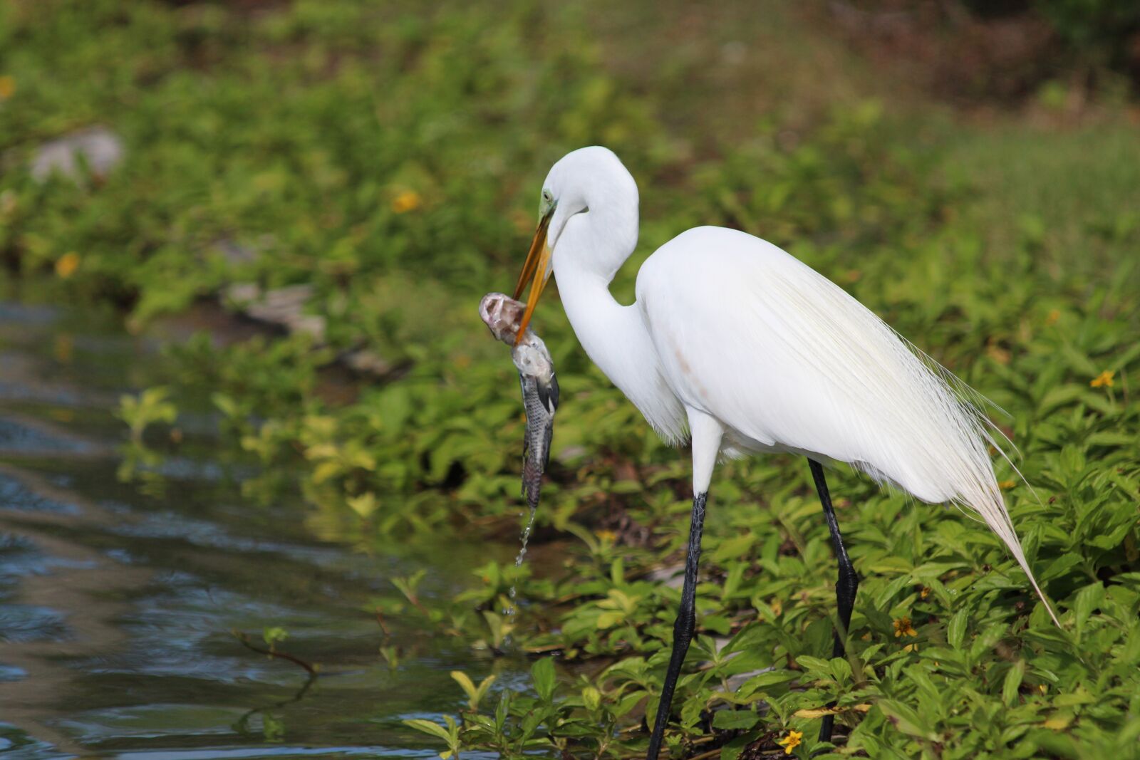 Canon EOS 650D (EOS Rebel T4i / EOS Kiss X6i) sample photo. Great white egret, ardea photography
