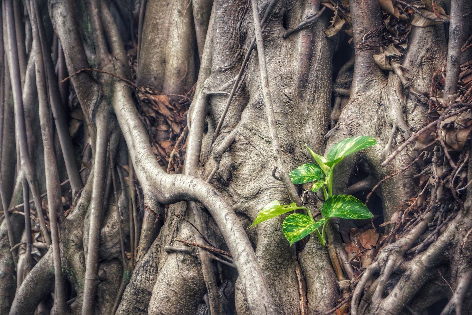 Sony SLT-A65 (SLT-A65V) + Sony DT 18-55mm F3.5-5.6 SAM sample photo. Epipremnum aureum, plant, money photography