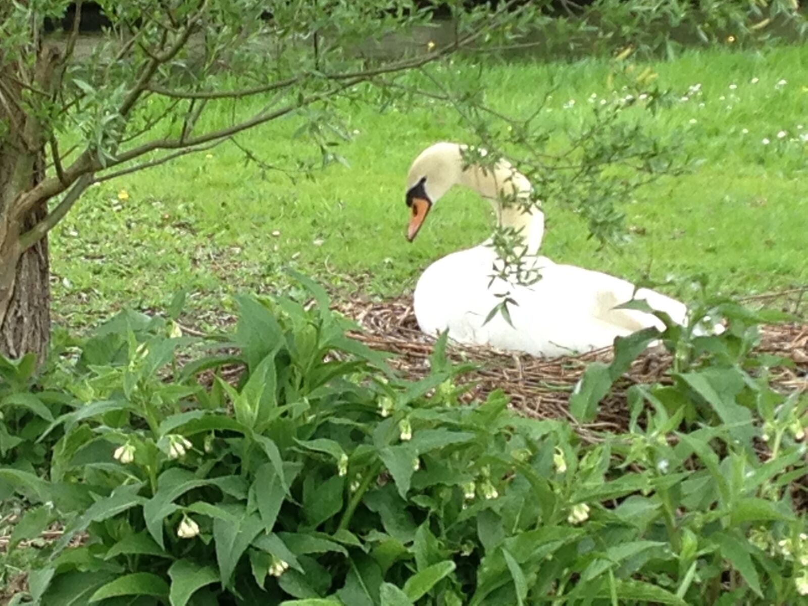 Apple iPhone 5c sample photo. Swan, on, nest photography